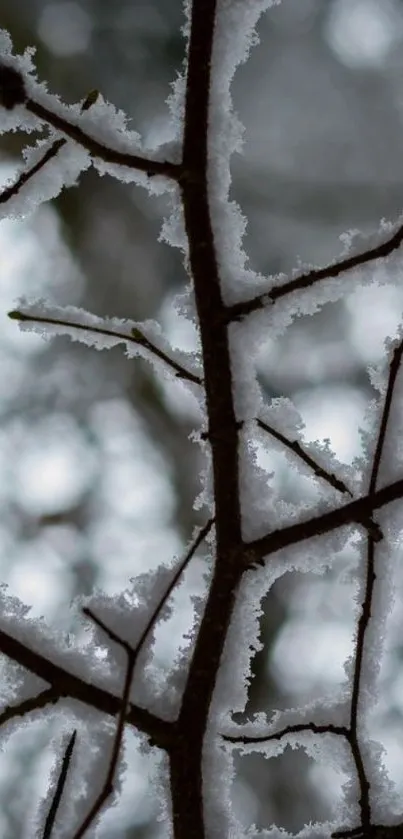 Frosty branches with snow in a winter scene.