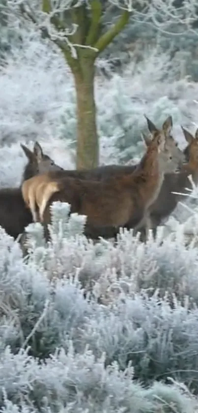 Three deer in a frosty winter landscape.