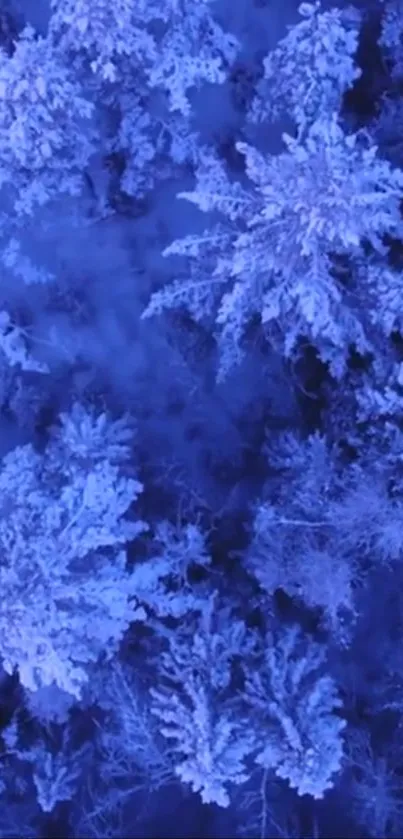 Aerial view of a frosty forest with snow-covered trees.