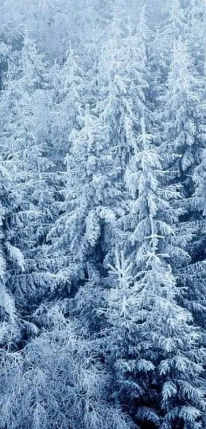 Snow-covered forest in winter with frosty trees.