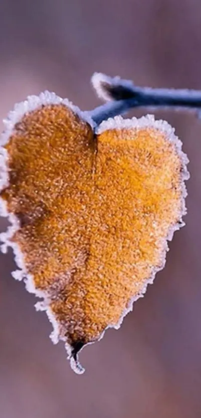 Frosty heart-shaped orange leaf on a blurred background.