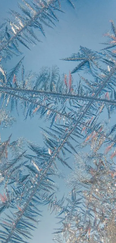 Intricate frosty patterns on a light blue background, perfect for winter-themed mobile wallpapers.