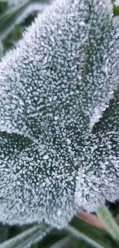 Close-up of a frost-covered green leaf with detailed textures.