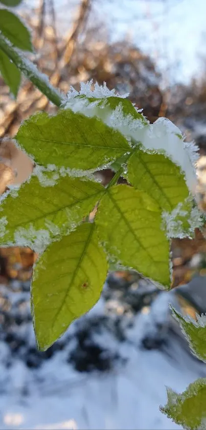 Close-up of frosted green leaves on a snowy branch.