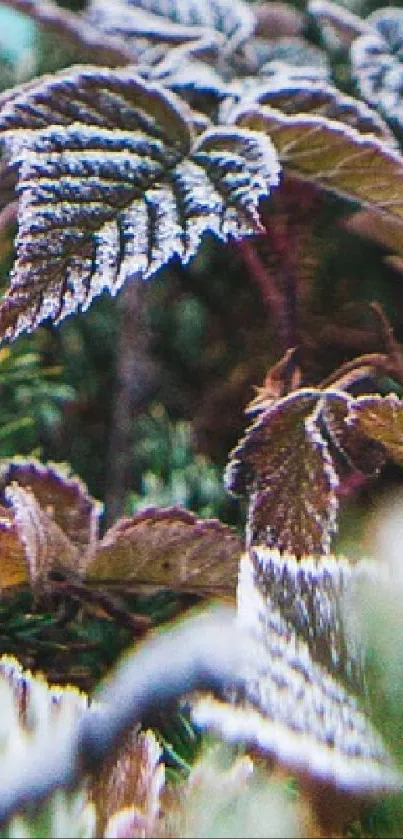 Frost-covered leaves close-up on a winter morning.