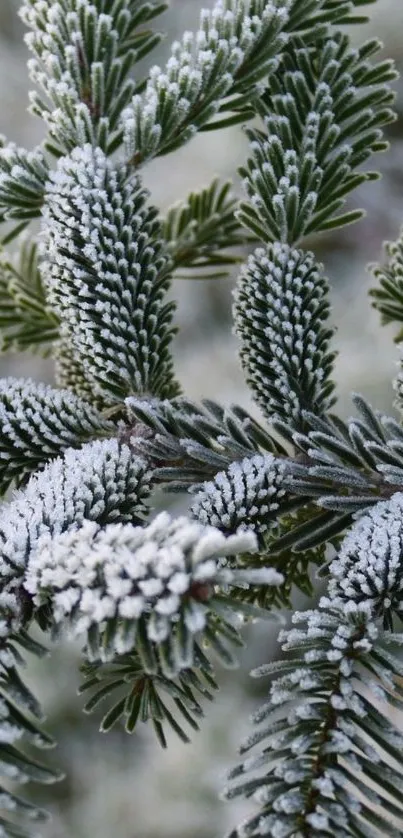 Close-up of frosted pine needles creating a winter scene.