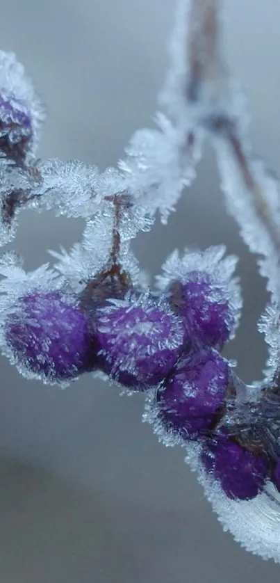 Frost-covered purple berries on a branch, close-up image.