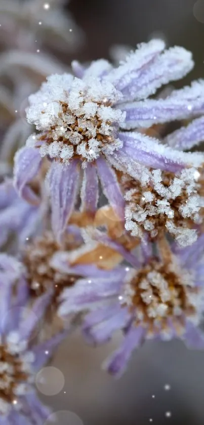 Frost-covered purple flowers with delicate detail.