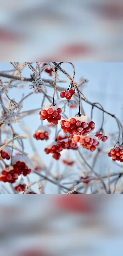 Frost-covered red berries on branches in winter.