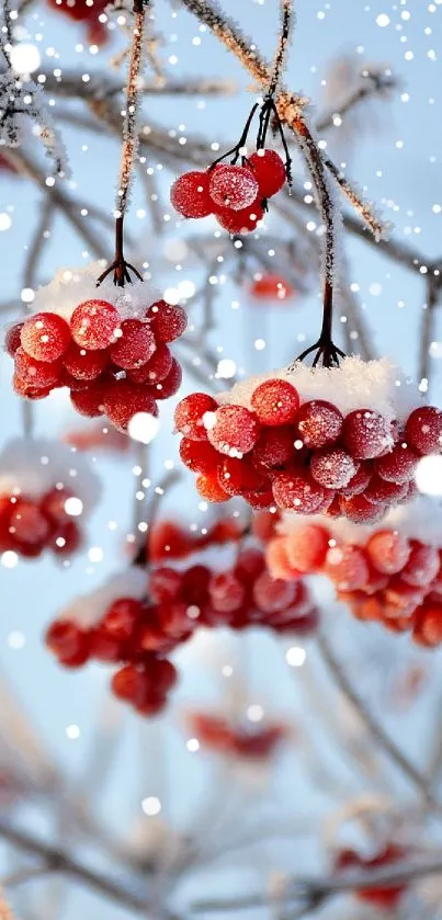 Frosty red berries on icy branches in winter scene.