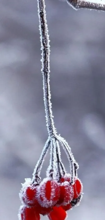 Frost-covered red berries hanging from a branch in a winter scene.