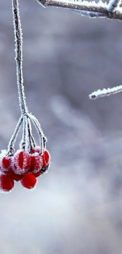 Frosty branch with red berries against a grey background.