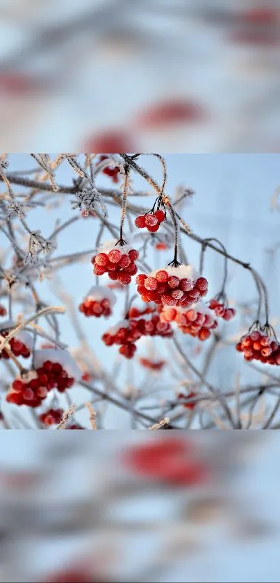 Vibrant frosty red berries on branches with a blue winter sky background.