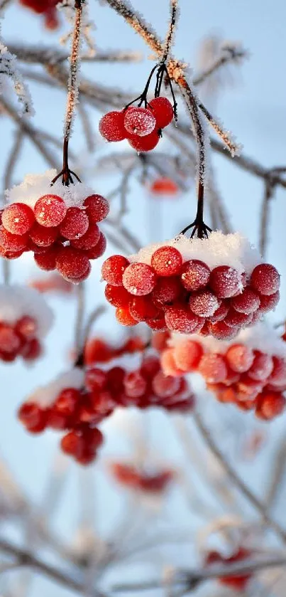Frosty red berries hang on icy branches against a wintery backdrop.