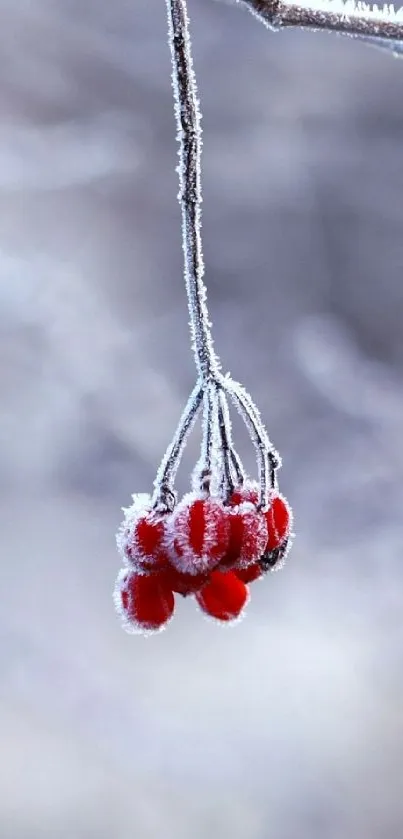 Frost-covered red berries hanging on a branch in a winter scene.