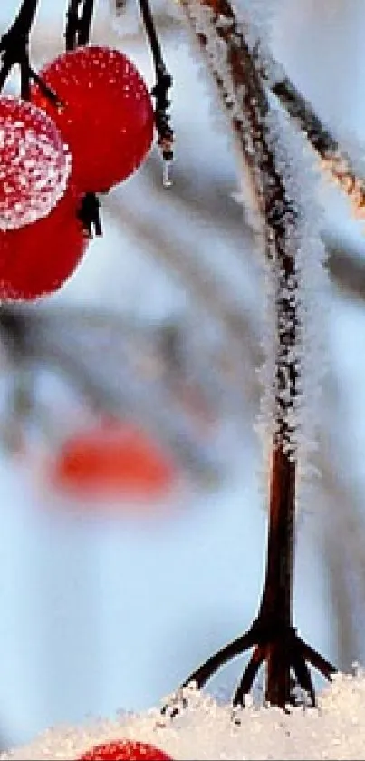 Close-up of frosty red berries on snowy branches, winter theme.