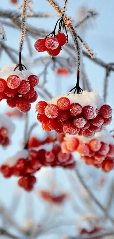 Frosted red berries with blue background, mobile wallpaper.