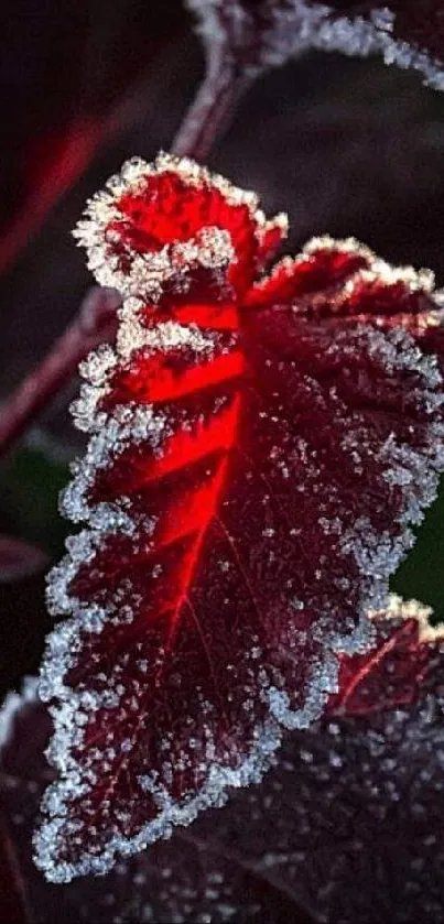 A close-up of a frosty red leaf with ice crystals on a mobile wallpaper.