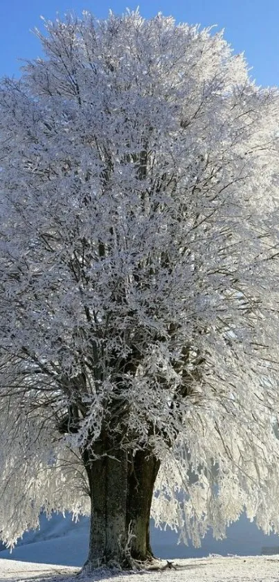 A frosty tree in winter with a blue sky background.