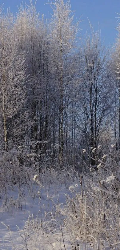 Frost-covered trees in a winter forest under a blue sky.