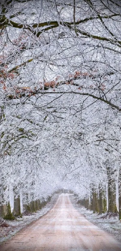 Frosty tree-lined path under a light gray sky.