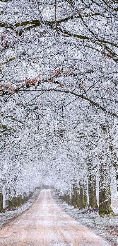 Frost-covered trees lining a winter path creating a serene and tranquil landscape.