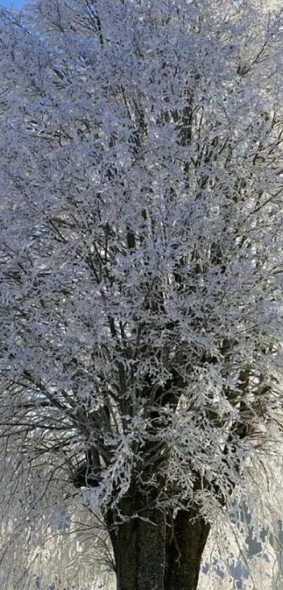 Snow-covered tree against a bright blue sky.