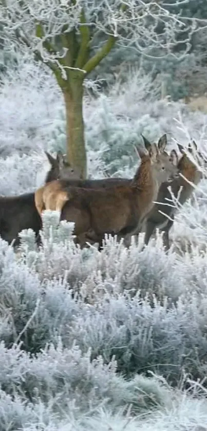 Deer in a frosty forest setting amidst winter foliage.