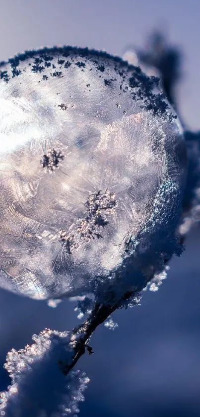 Close-up of a frozen bubble resting on a snow-covered twig in winter.