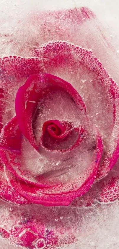 A close-up of a pink rose frozen in ice, creating an elegant mobile wallpaper.