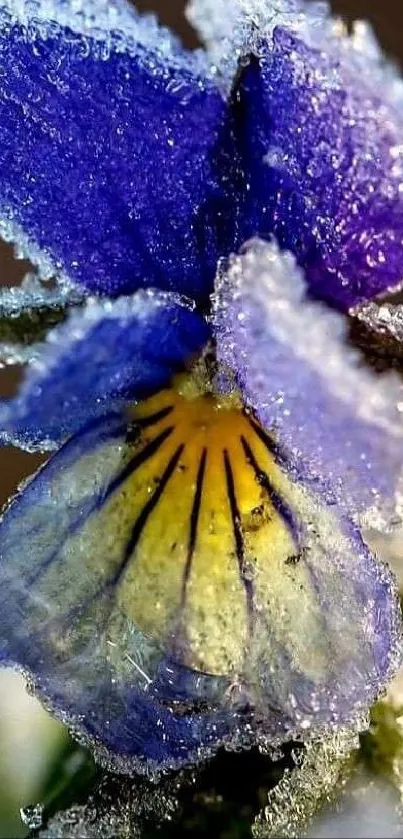 Close-up of a frosted purple flower on a mobile wallpaper.