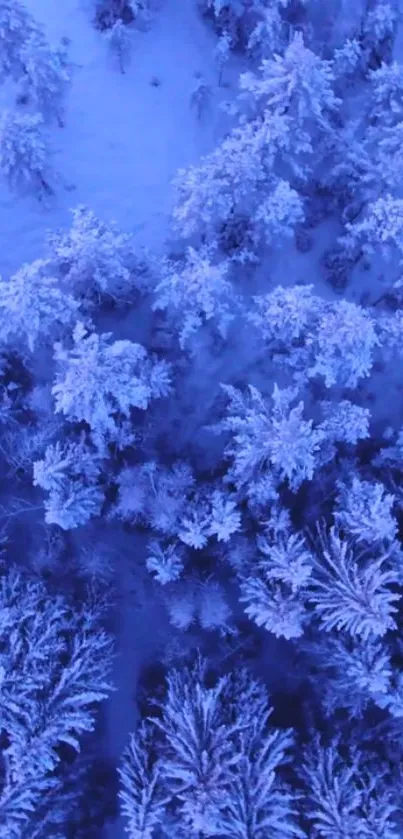 Aerial view of a snow-covered forest with frosty blue tree tops.