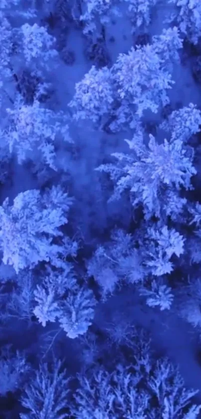 Aerial view of a blue-tinted frozen forest.