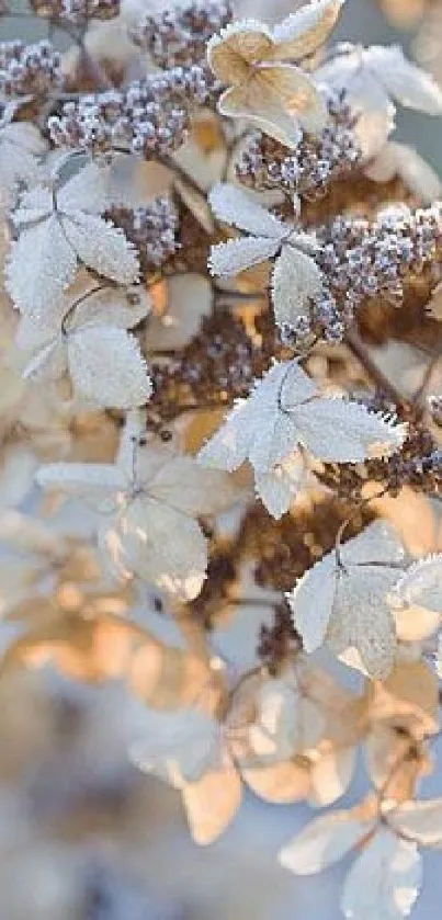 Frost-covered leaves create a serene natural wallpaper.