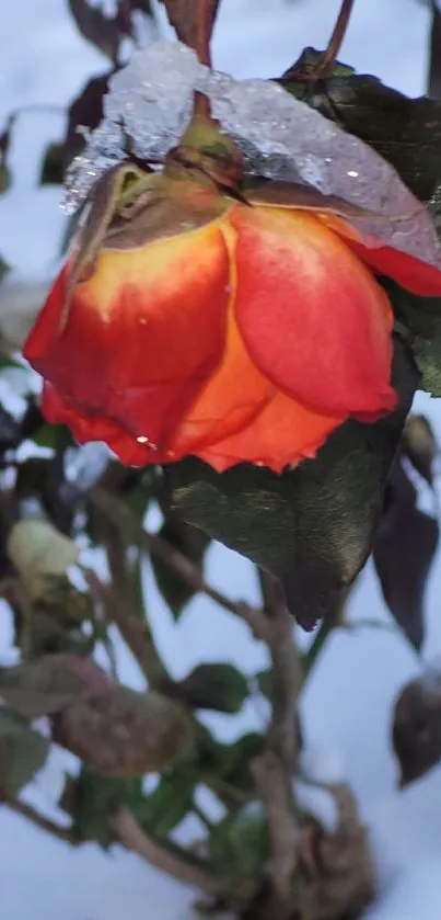 Red rose covered in frost, surrounded by snow.