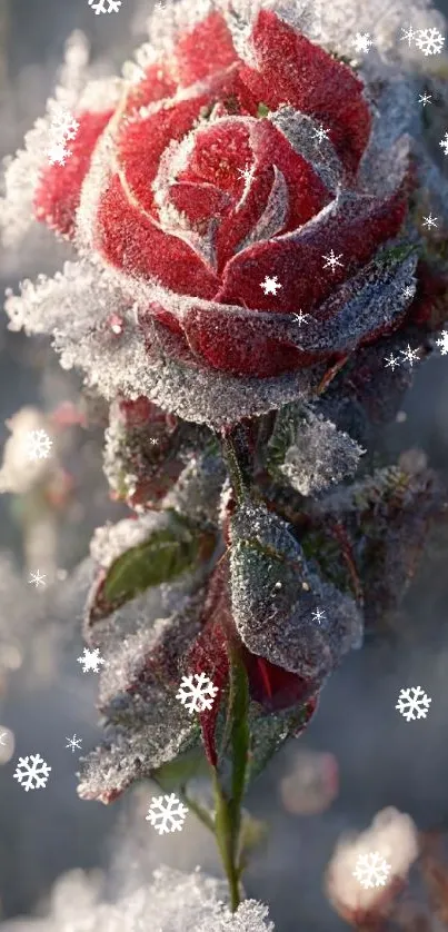 Frozen red rose with frosted petals on mobile wallpaper.