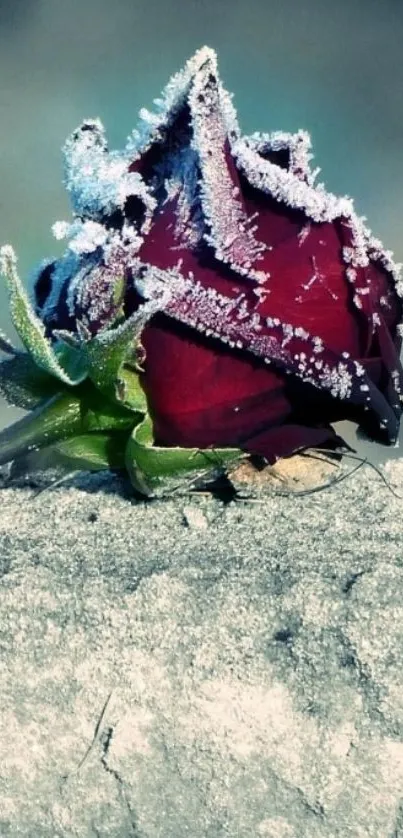 Frost-covered red rose on a gray stone background.