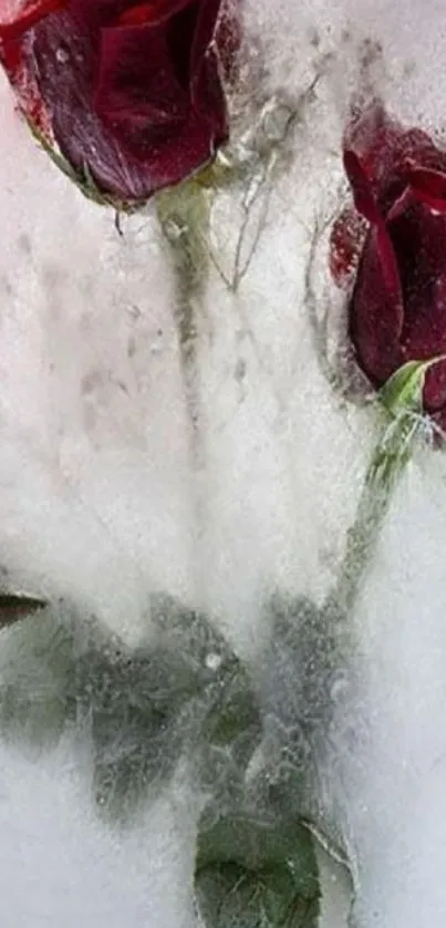 Frozen red roses encased in ice on a white background.