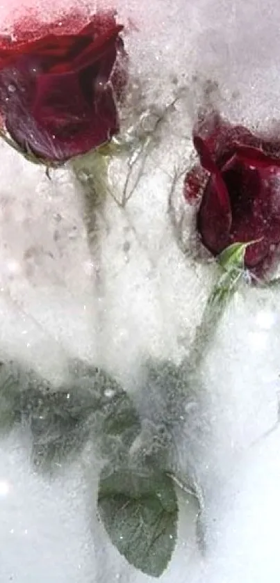 Frozen red roses encased in ice for a unique mobile wallpaper.