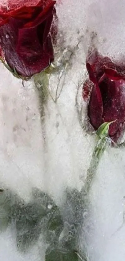 Frozen red roses encased in ice, creating an elegant mobile wallpaper.