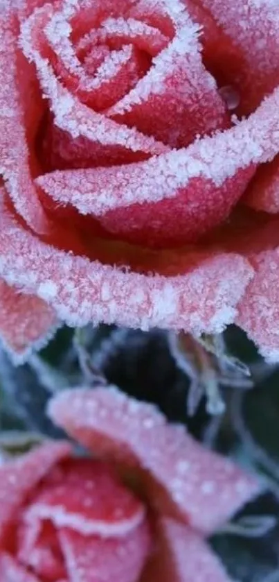 Frozen pink roses with icy details in beautiful nature setting.