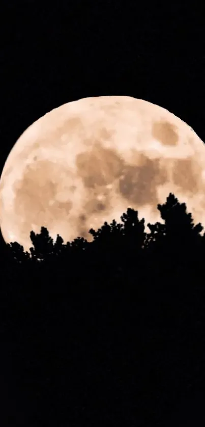 Full moon rising above silhouetted treetops at night.