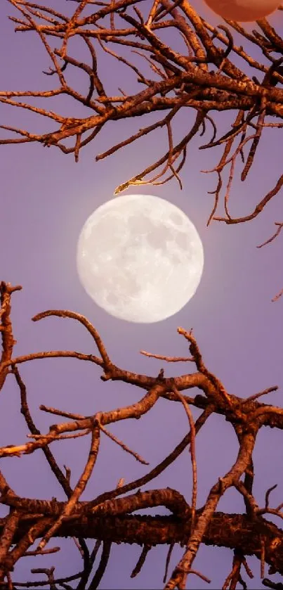 Full moon with tree branches in a lavender sky.