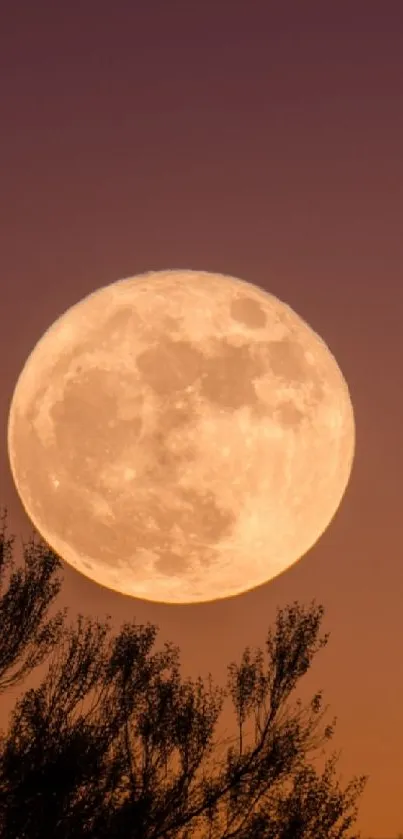 Full moon against a purple gradient sky over silhouetted trees.