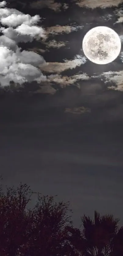 Full moon illuminating the night sky with silhouetted trees.