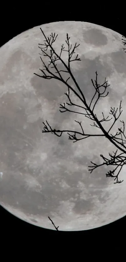 Full moon with branches silhouetted against the night sky.