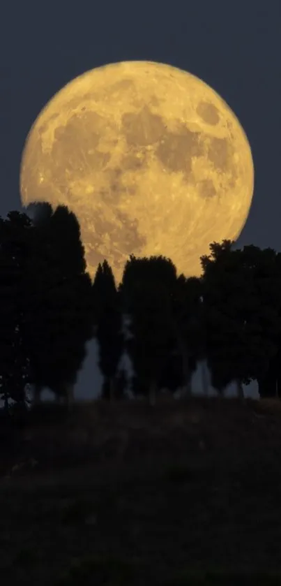 Full moon rising over dark tree silhouettes with a golden glow.