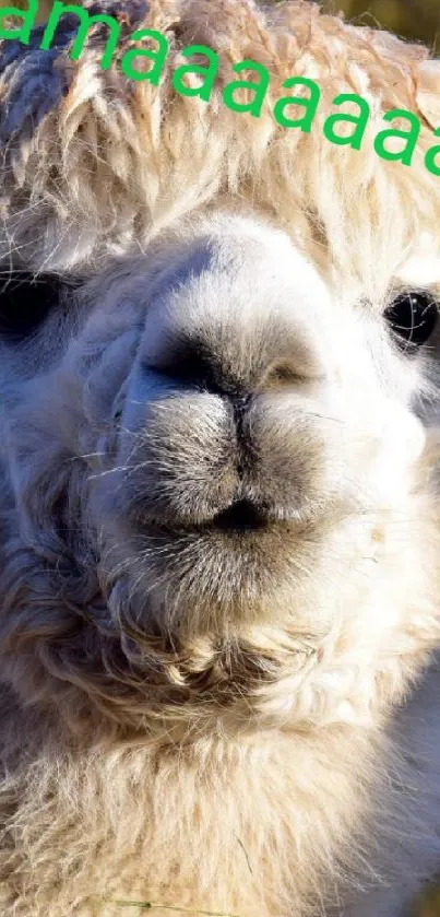 Funny alpaca with sunglasses emoji on mobile wallpaper.