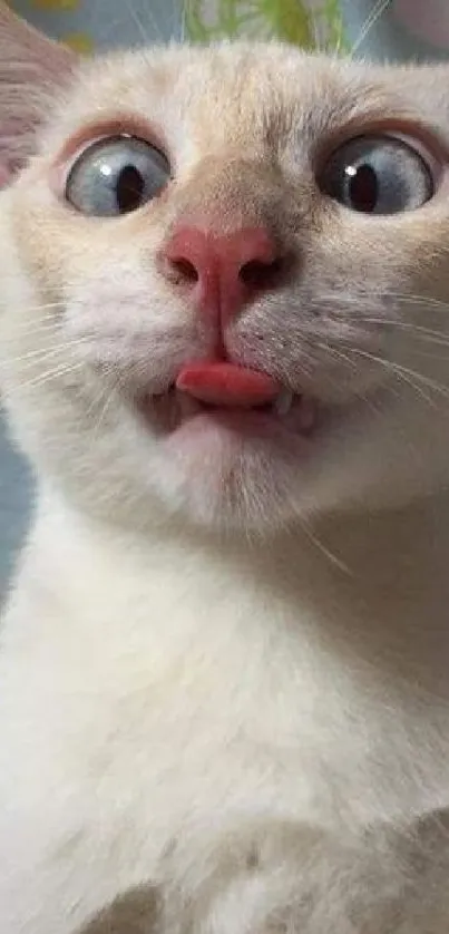 Funny close-up of a cat with big eyes and tongue out.