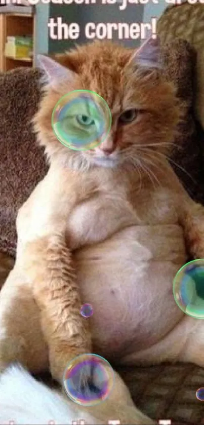 Funny cat relaxing on a couch with humorous text about bikini season.